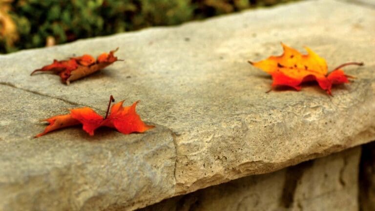 New Look Landscapes Calgary - Blog - Canadian made landscape materials - blog cover credit barkman rosetta® walls