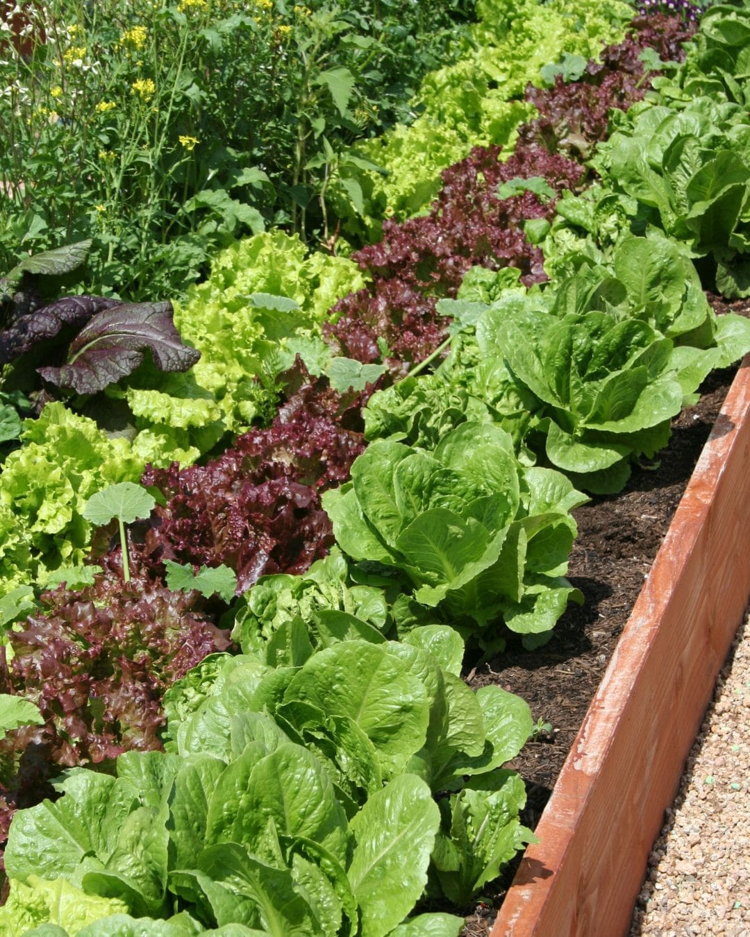 New Look Landscapes Calgary - Landscaping Trends 2025 - Edible Vegetable Garden